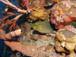  two green eels in v.j.levels dive site at parguera area by Victor J. Lasanta 